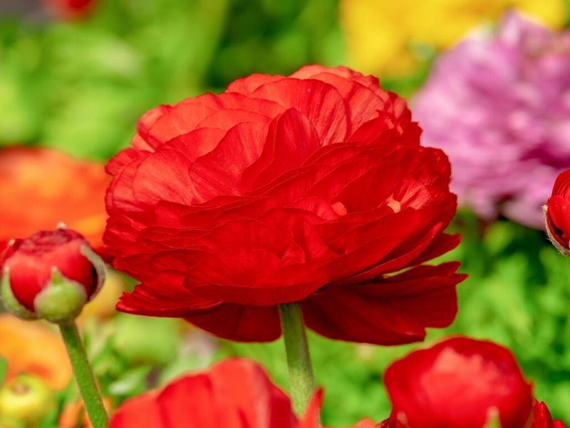 56 Fleurs rouges les plus étonnantes que vous devriez connaître |  Nostrodomus
